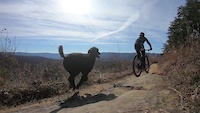 Mountain Biking with Dogs at Raccoon Mountain